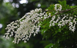 Lại gặp mùa hoa sưa tươi thắm những con đường