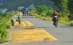 Phơi thóc, rơm trên đường, những hiểm họa rình rập