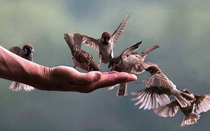 Nghi thức phóng sinh ngày Rằm tháng 7 thế nào cho đúng