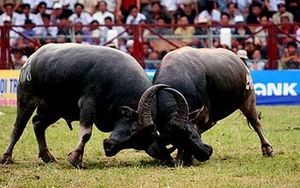 Nguồn gốc và nơi phát tích lễ hội chọi trâu Đồ Sơn?