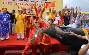 Chọi trâu Đồ Sơn 2018: Trâu số 12 vô địch, thịt trâu chọi được hét giá 2,5 triệu/kg