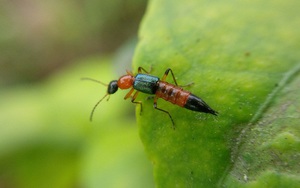 Kiến ba khoang cắn nguy hiểm thế nào và cách xử trí