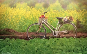 Tin mới nhất về không khí lạnh và áp thấp nhiệt đới trên biển Đông