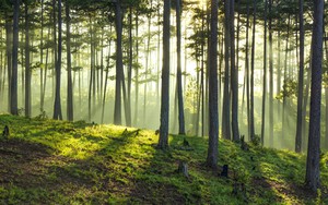 Rừng thông Lâm Đồng lại chết đứng vì bị đầu độc bởi hóa chất