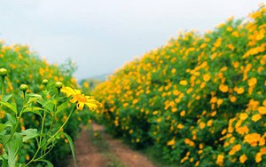 Miền Bắc chuẩn bị đón không khí lạnh mạnh, đến Tết Dương lịch 5 đợt gió mùa Đông Bắc