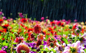 Miền Bắc mưa dông, sông Hồng xuất hiện lũ, Nam bộ ngày nắng nóng