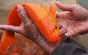 Những 'đại kỵ' nên tránh trong lễ cúng ông Công ông Táo