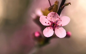 Những lời chúc mừng năm mới 2019 tới người thân, bạn bè ý nghĩa nhất