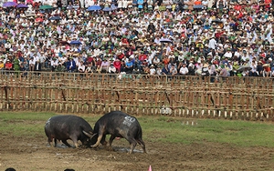 Chọi trâu xã Hải Lựu: 3 triệu đồng/1 kg thịt trâu... vô địch