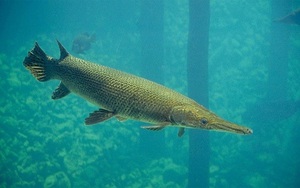 Năm người nhập viện sau khi ăn cá sấu hỏa tiễn