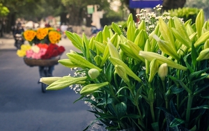 Hà Nội có mưa rào nhẹ và có nơi có dông