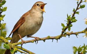 Thanh minh trong tiết tháng Ba