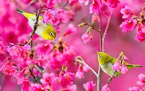 Lập Xuân 2020 là ngày nào