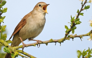 Thanh minh trong tiết tháng Ba. Lễ là tảo mộ hội là đạp thanh