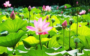 Dự báo thời tiết: Các khu vực ngày nắng, chiều tối và đêm có mưa dông