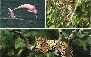 Châu Âu kêu gọi Brazil hành động chống phá rừng Amazon