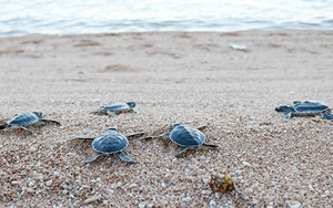 Cứu hộ, thả hơn 800 cá thể rùa quý hiếm về biển