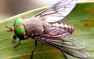 'Máu chảy đến đâu ruồi bâu đến đó'