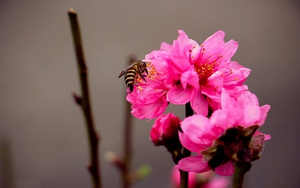 Chạp đốn đau, Giêng mau hái