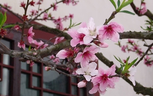 Thời tiết hôm nay miền Bắc có nơi rét đậm, miền Nam vẫn lạnh