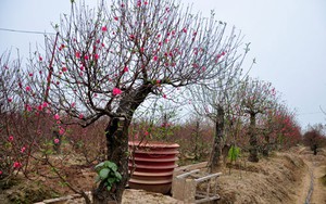 Góc nhìn 365: 'To, độc, lạ' có làm nên đẳng cấp?