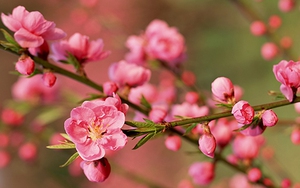 Lời chúc tết 2021 hay và ý nghĩa nhất