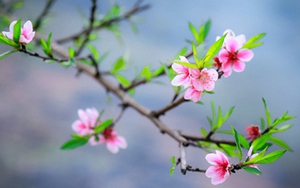 Lời chúc mừng năm mới 2021 hay và ý nghĩa nhất