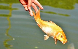 Cúng ông Công ông Táo nhưng đại kỵ cần tránh