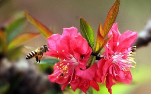 Những lời chúc Tết ý nghĩa, bình an, may mắn và tài lộc năm Nhâm Dần