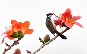 Trong tháng 3, miền Bắc xuất hiện khoảng 4 đợt không khí lạnh, miền Trung nắng nóng