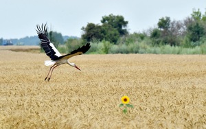 Nga ngừng tham gia thỏa thuận xuất khẩu nông sản từ các cảng của Ukraine