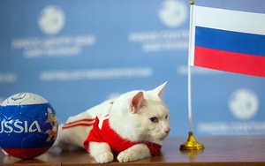 Mèo Achilles dự đoán đúng Nga thắng Saudi Arabia