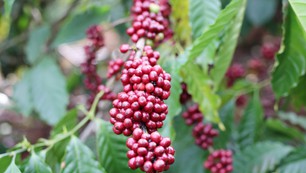 Góc nhìn 365: "Di sản" cà phê