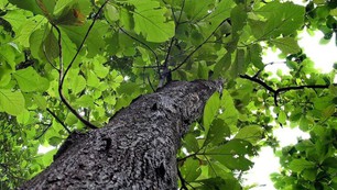 Chữ và nghĩa: Thú vị tên các loài cây