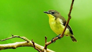 Chữ và nghĩa: "Ba mươi sáu thứ chim"