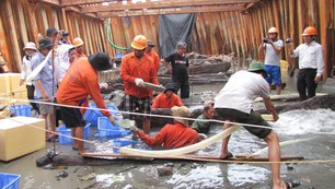 Khai quật tàu đắm Bình Châu: Những chiếc đĩa sứ cung đình trong khoang thuyền