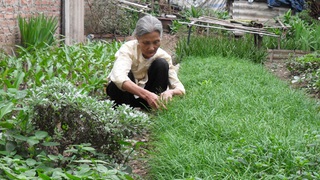 Nguyễn Thị Quế - Bà lang còn lại của làng thuốc Đại Yên