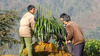 Tuyết, sương muối hại lan, đào Sapa