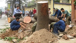 Hà Nội dừng chặt cây, lắng nghe 'tâm tư tình cảm của nhân dân'