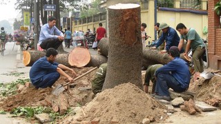 Hà Nội đình chỉ nhiều cán bộ liên quan vụ 'cải tạo thay thế cây xanh'