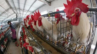 Phát hiện virus cúm gia cầm H7N7 tại Hà Lan