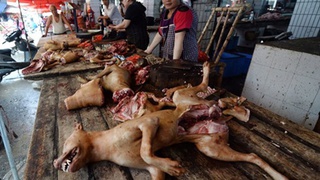 Báo Mỹ săm soi 'lễ hội thịt chó' tai tiếng nhất Trung Quốc