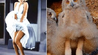 'Cô cú' nổi như cồn vì giống... Marilyn Monroe 'tốc váy'
