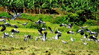 Chim lạ xuất hiện ở Bát Xát - Lào Cai là Cò Nhạn có nguy cơ tuyệt chủng