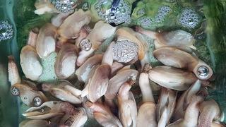 Hà béo quán, hải sản quê nướng gia truyền ngon nhất Vịnh Bắc Bộ