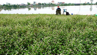 Sửng sốt: Người đàn ông trồng vườn hoa TAM GIÁC MẠCH giữa Hà Nội