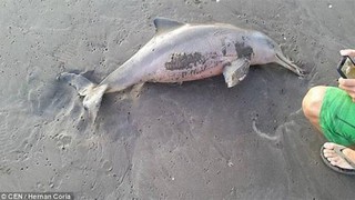 Cá heo chết vì bị du khách lôi lên bờ để chụp ảnh