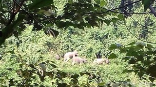 KHẨN CẤP: Yêu cầu không tập trung xem, quay phim, xua đuổi đàn voi rừng ở Quảng Nam