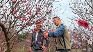 'Thủ phủ' đào Nam Phong vào vụ Tết