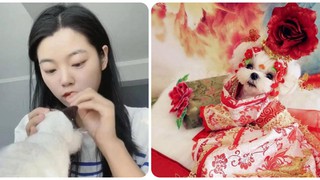 Bỏ việc lương hơn 30 triệu/tháng, 9X về quê làm thợ may cho thú cưng, kiếm 'ngon ơ’ hàng trăm triệu đồng